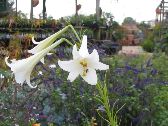 Formosa Lily